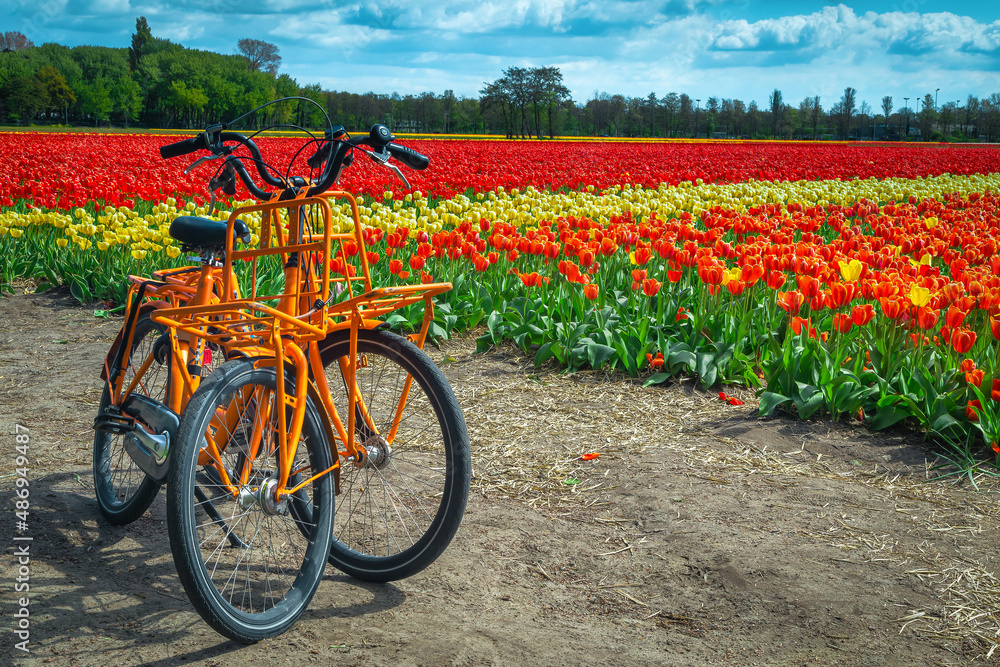 Colorful tulip plantation and parked bicycles on the farmland, Netherlands