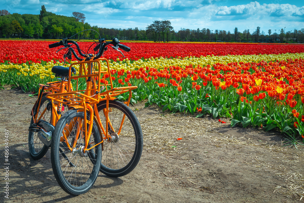 Colorful tulip plantation and parked bicycles on the farmland, Netherlands Colorful tulip plantation and parked bicycles on the farmland, Netherlands