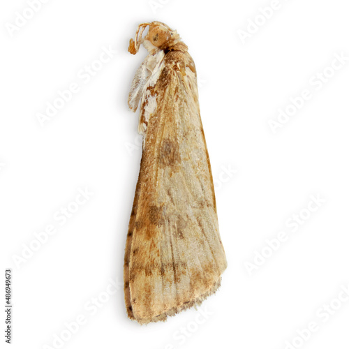 Dead moth isolated on a white background