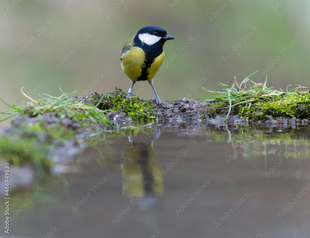 Obraz premium Great tit, Parus major,