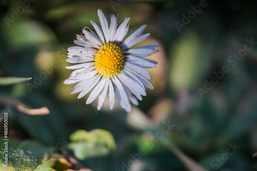 daisy flower,photo taken in Navarra.