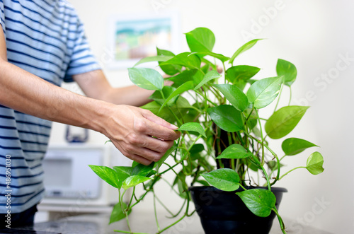 Hands arranging a plant indoors.