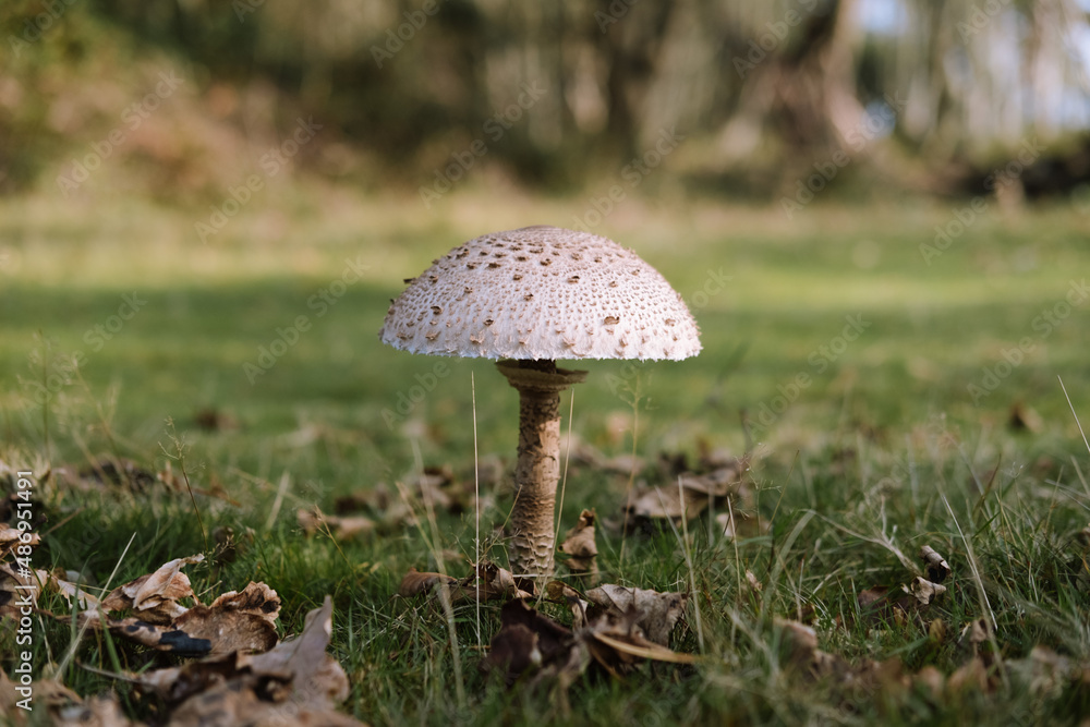 Mushroom in the grass Mushroom in the grass
