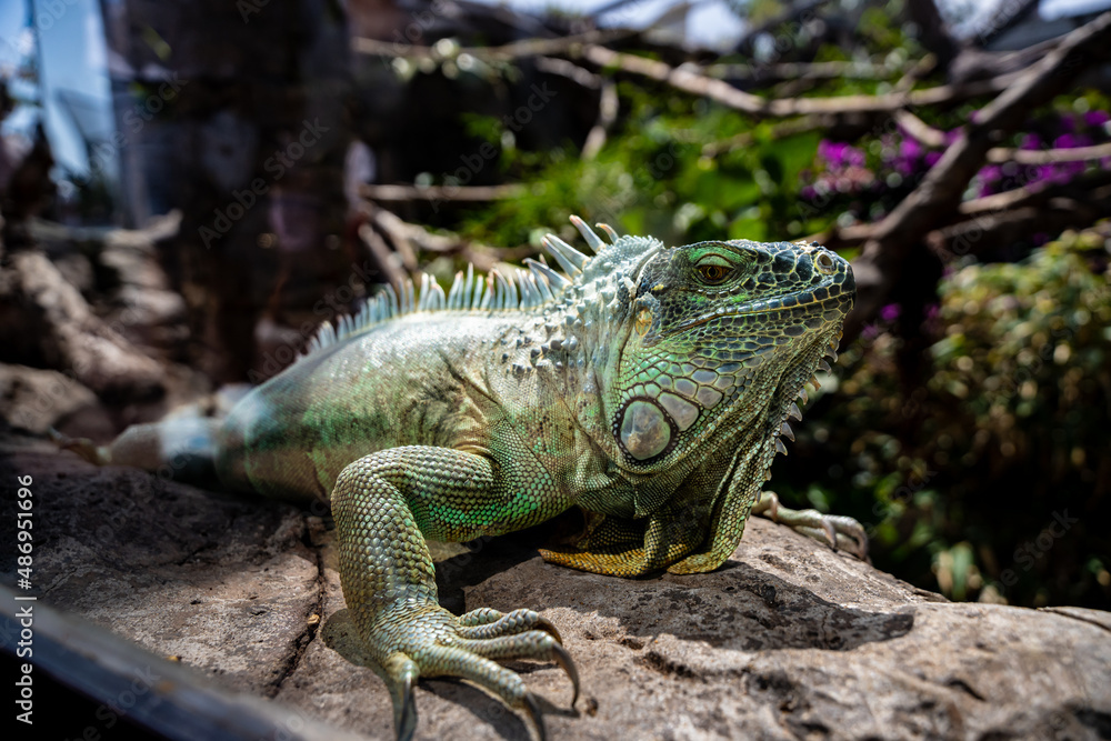 Iguana Iguana