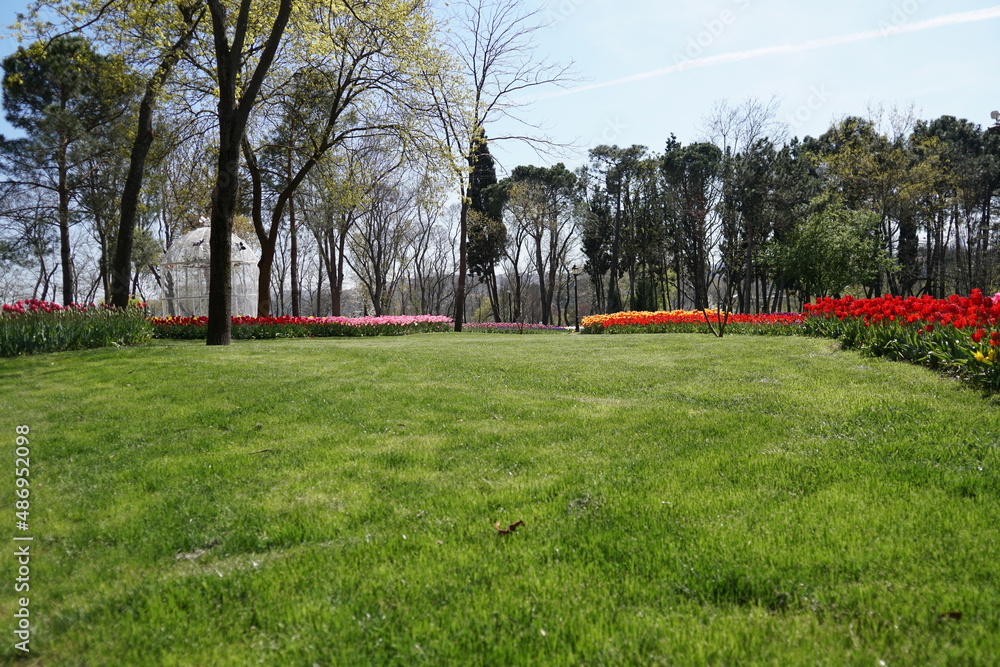 Fototapeta premium Spring grass Yellow and white tulips, pink tulips red tulips and Flowers spring season Istanbul Walking path spring in the Emirgan park
