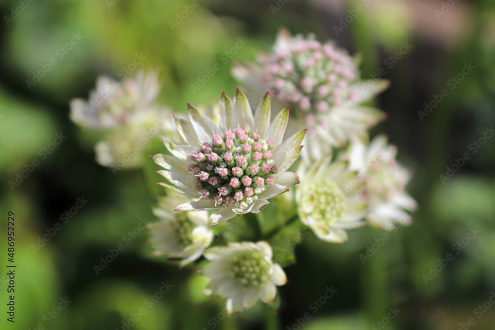 Macro view of pink and white masterwort flowers Macro view of pink and white masterwort flowers