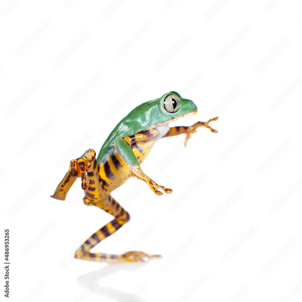 Fototapeta premium Beautiful barred leaf frog isolated on white