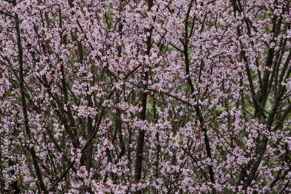 Cherry plum pink flowers