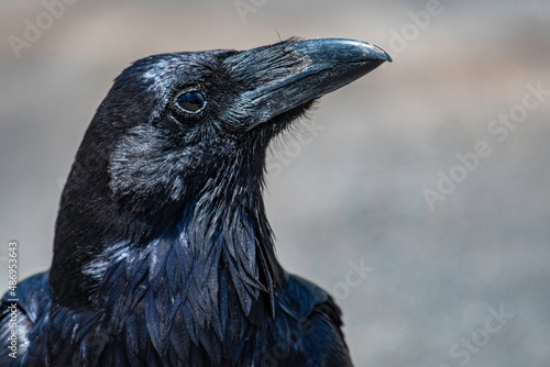 Raven portrait photo I took at Grand Canyon National Park in Arizona.