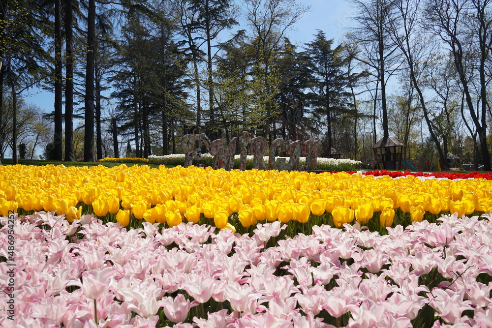 Yellow and pink flowers, Yellow Tulips, white tulips, pink tulips red tulips  and Flowers spring season Emirgan Park Istanbul