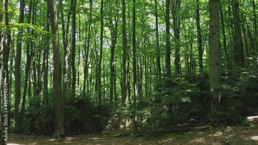 Aerial view from a flying drone through a green deciduous forest on a summer sunny day. Aerial view of green trees in the wild forest illuminated by the shining rays of the sun. Aerial view from a flying drone through a green deciduous forest on a summer sunny day. Aerial view of green trees in the wild forest illuminated by the shining rays of the sun.
