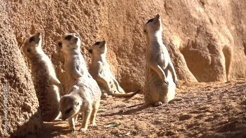 family of observer meerkats sunbathing, all looking at the sky at the same time, suricata suricatta