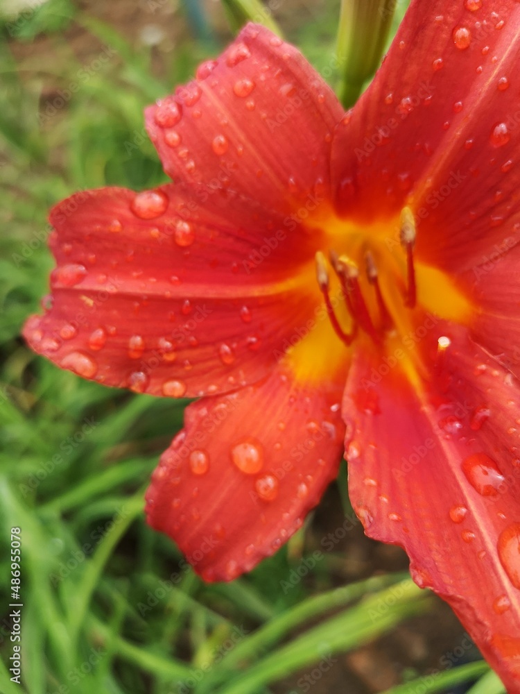 red flower with water drops red flower with water drops