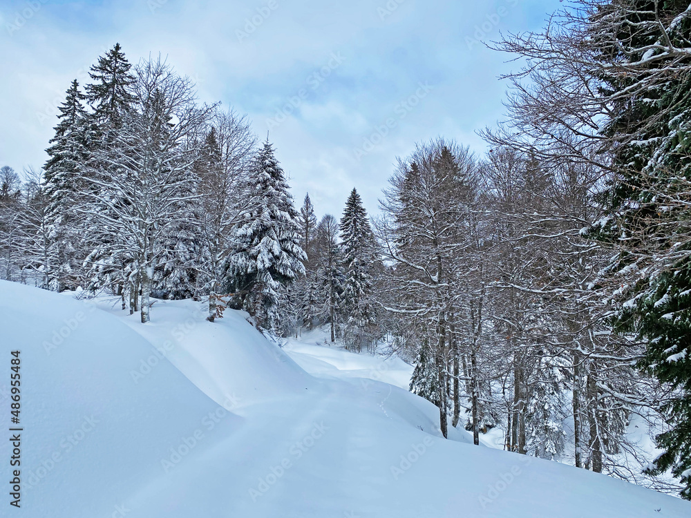 Alpine forest trails in a typical winter environment and under deep fresh snow cover - Appenzell Alps massif, Switzerland (Schweiz) Alpine forest trails in a typical winter environment and under deep fresh snow cover - Appenzell Alps massif, Switzerland (Schweiz)