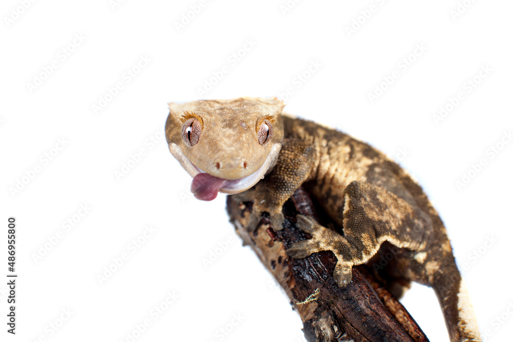 Naklejka premium New Caledonian crested gecko isolated on white