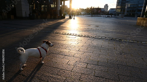 Jack Russell Terrier geht Gassi photo