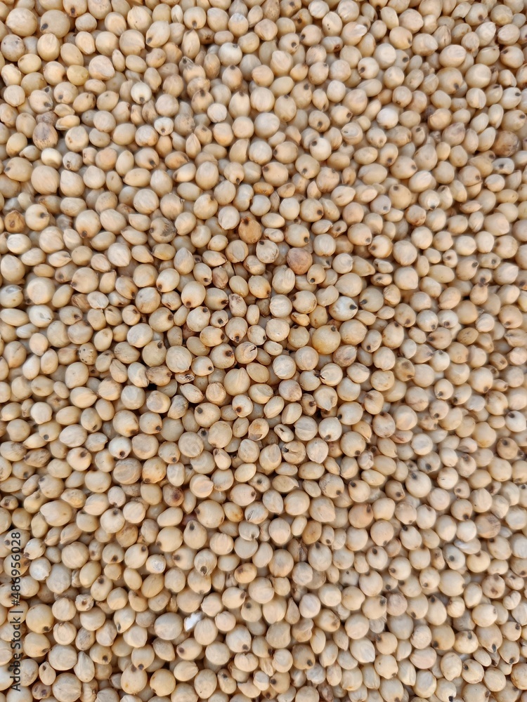Sourghum seeds or jawar crop field seeds in farmers, Sourghum seeds or jawar crop field seeds in farmers,