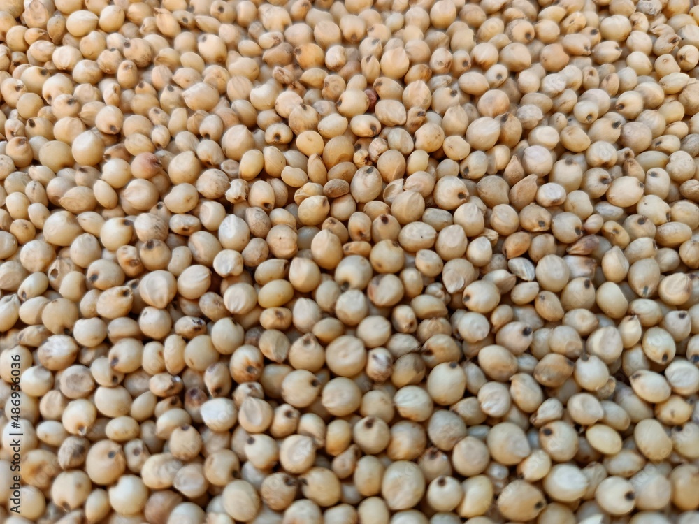 Sourghum seeds or jawar crop field seeds in farmers, Sourghum seeds or jawar crop field seeds in farmers,