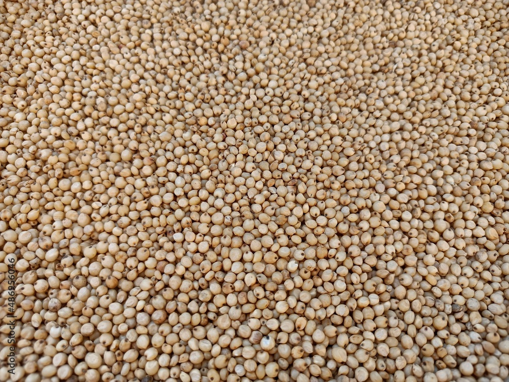 Sourghum seeds or jawar crop field seeds in farmers, Sourghum seeds or jawar crop field seeds in farmers,