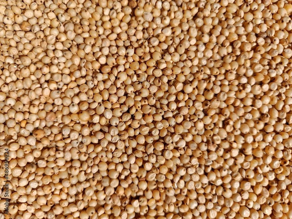 Sourghum seeds or jawar crop field seeds in farmers, Sourghum seeds or jawar crop field seeds in farmers,
