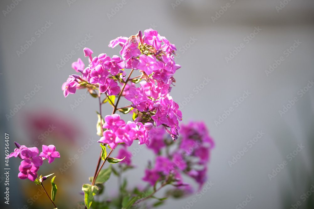 Obraz premium Small wild flowers blooming on summer meadow in green sunny garden