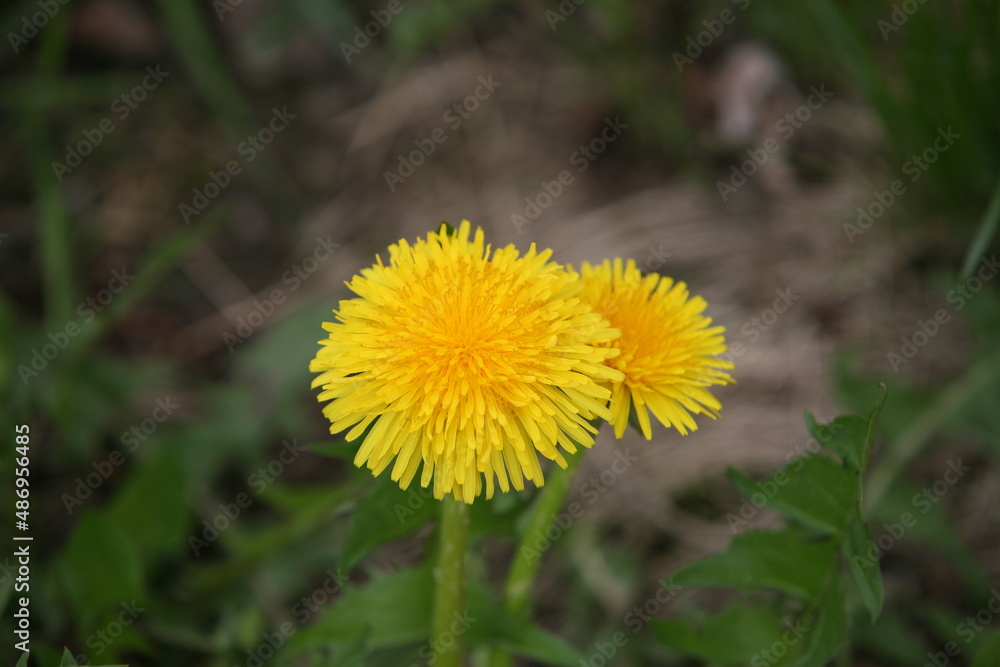 Spring dandelions on a background of grass Spring dandelions on a background of grass