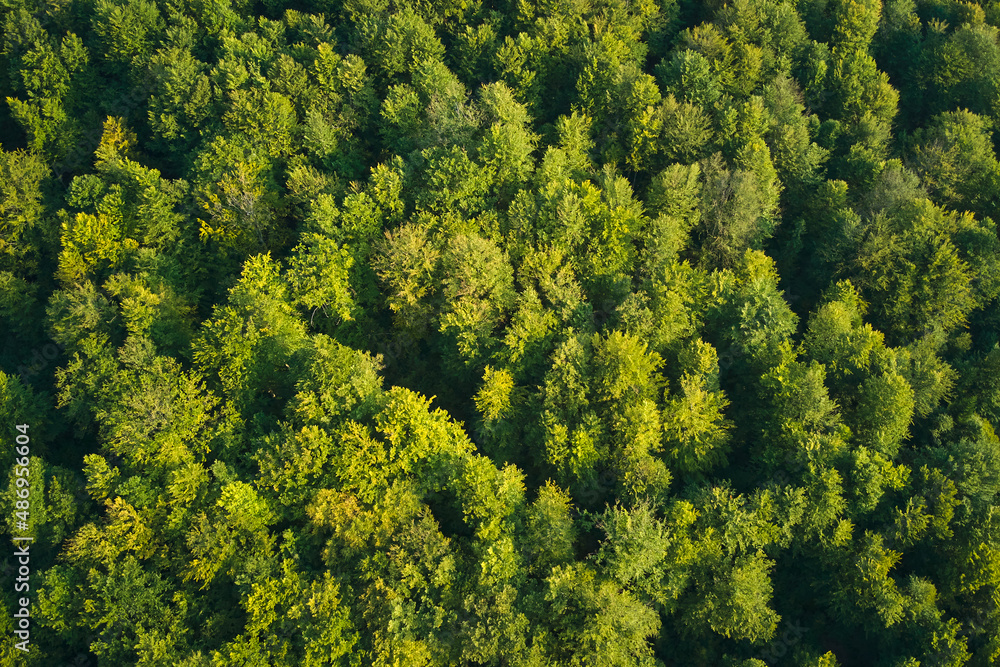 Top down flat aerial view of dark lush forest with green trees canopies in summer