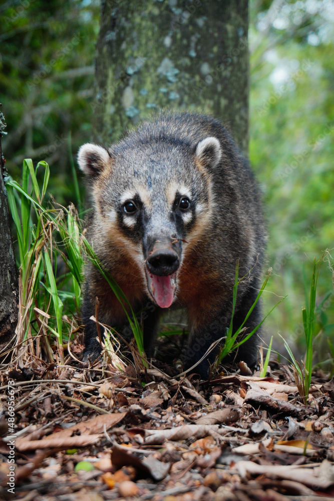 coatí de cola anillada coatí de cola anillada
