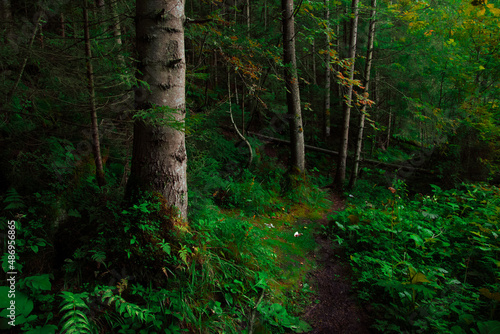 wilderness picturesque forest landscape moss leaves evergreen plants of north wood land beautiful and atmospheric natural environment space