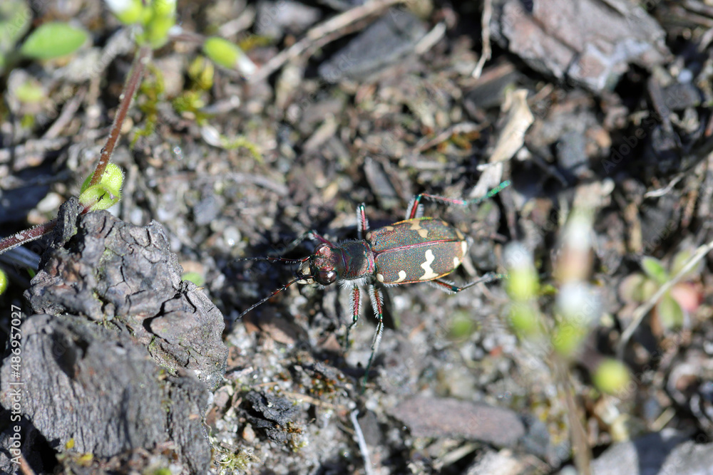 Closeup on the Northern dune tiger beetle, Cicindela hybrida hiding in sparse vegetation on the side of a sandy road.
