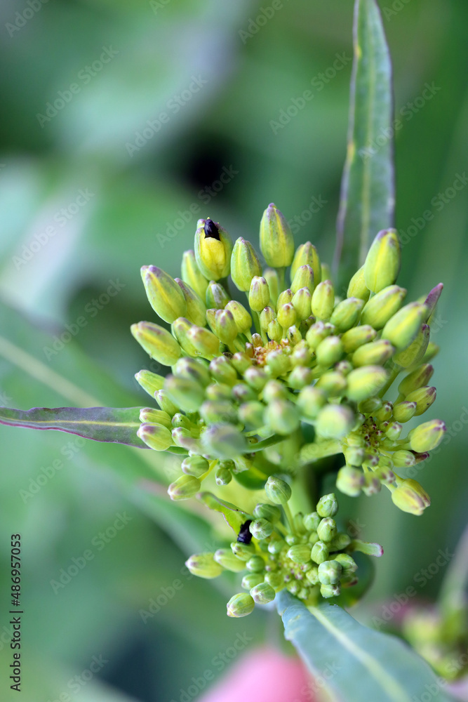 Winter rapeseed flowers damaged by Brassicogethes (formerly Meligethes) aeneus. It is an abundant pollen beetle, important pest of oilseed rape. Winter rapeseed flowers damaged by Brassicogethes (formerly Meligethes) aeneus. It is an abundant pollen beetle, important pest of oilseed rape.