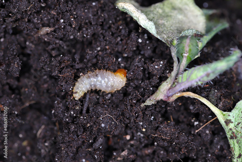 Larva of Otiorhynchus (sometimes Otiorrhynchus) Curculionidae removed from the soil and the radish plant it damaged. photo