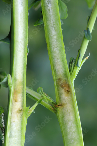 Oilseed Rape plant (Brassica napus) injured by Cabbage Stem Flea Beetle (Psylliodes chrysocephala).
