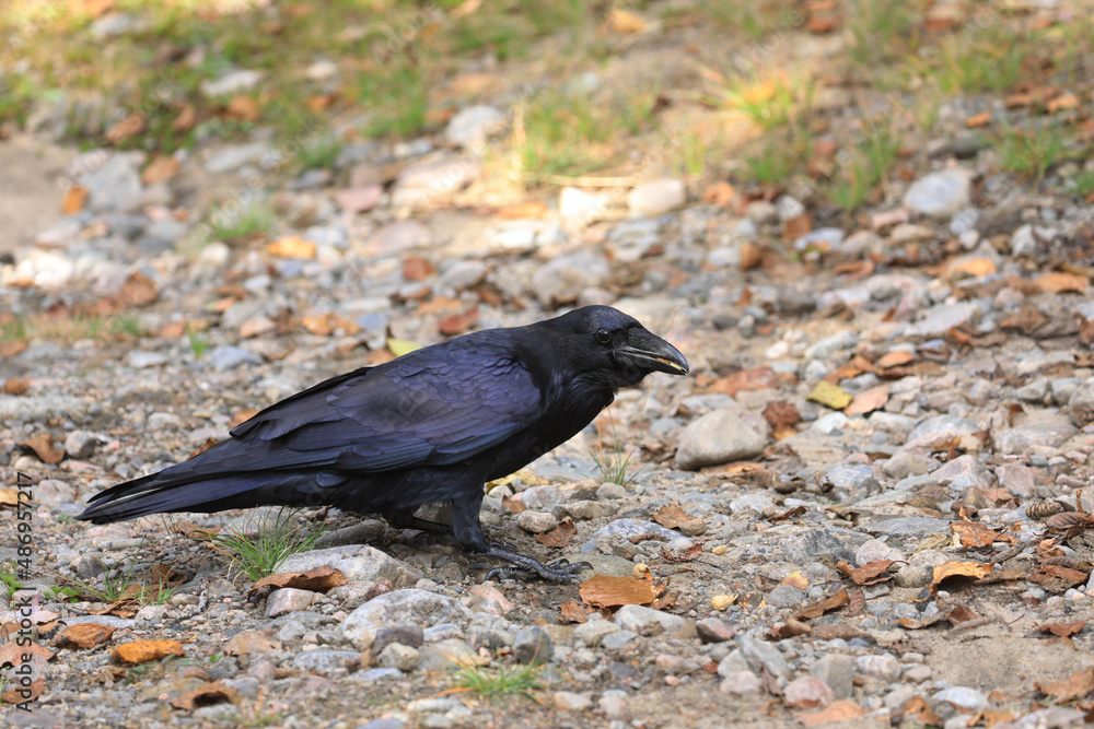 Fototapeta premium Northern Raven, Corvus corax, standing on ground