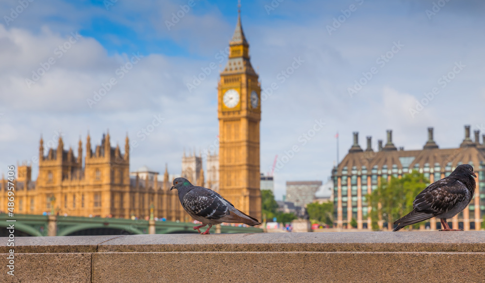Fototapeta premium London Big Ben and pigeons