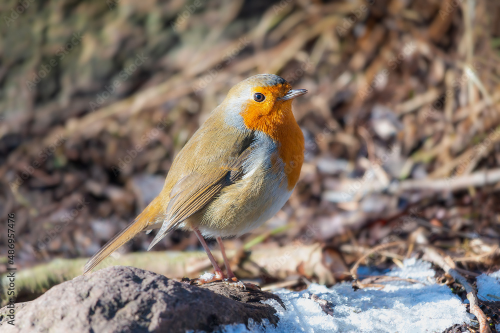 European robin in Denmark at winter season European robin in Denmark at winter season