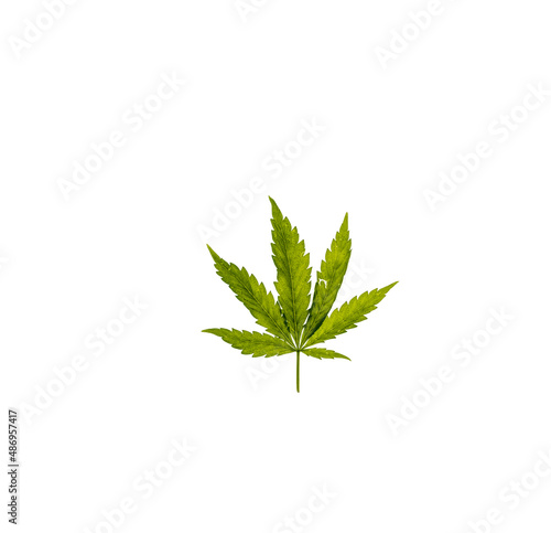 Marijuana green leaf on white background interior