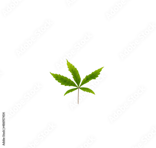 Marijuana green leaf on white background interior