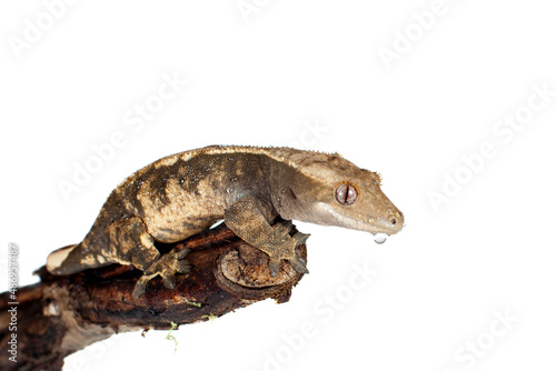 New Caledonian crested gecko isolated on white