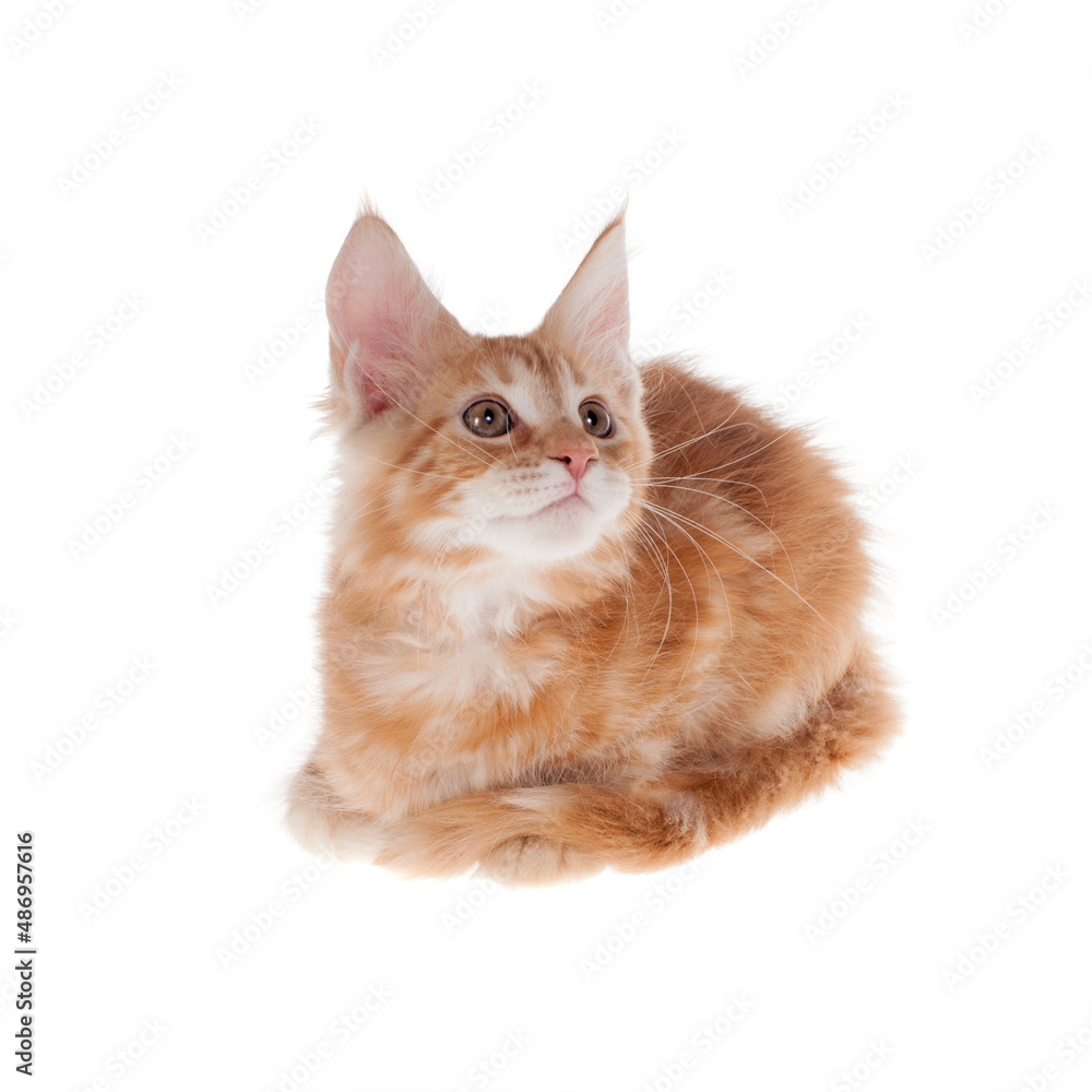 Red Maine Coon cat isoated on white Red Maine Coon cat isoated on white