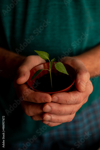 plant in hands