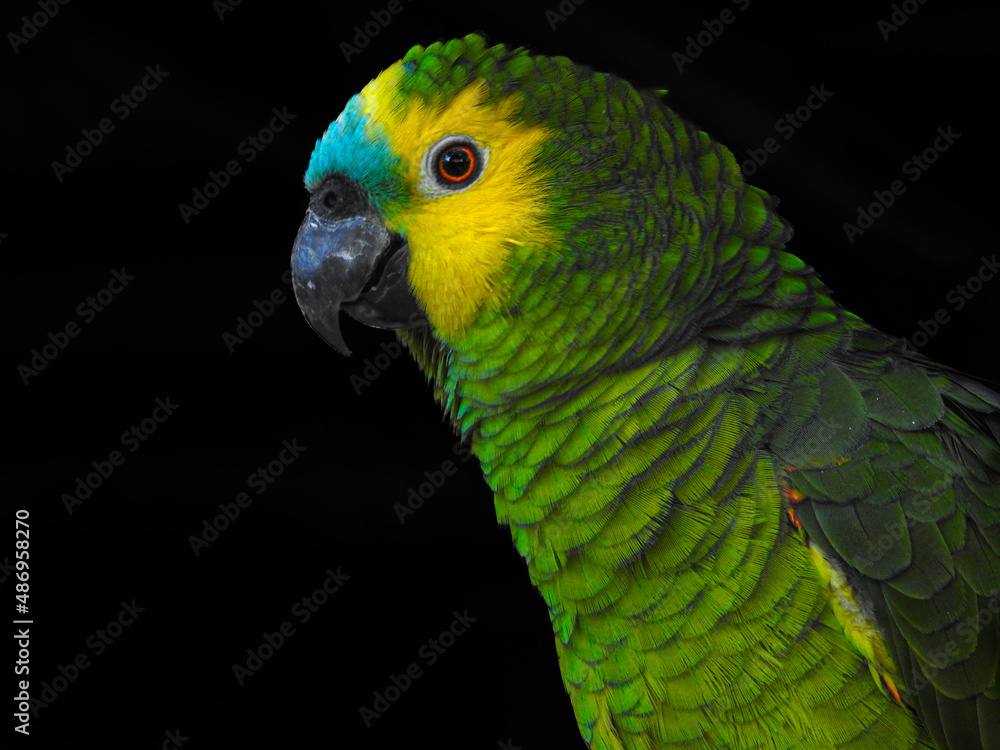 Close-up of Turquoise-fronted Amazon