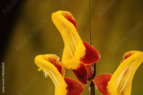 Indian clock vine