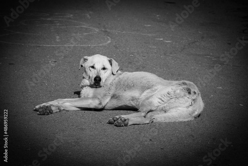 street dog animal rights