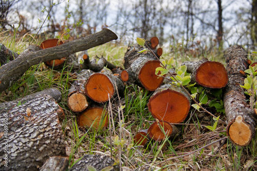 section of logs cut and stacked in the woods