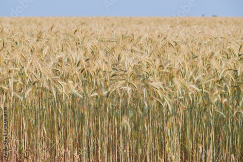 Wheat ears on a wind in somewhere in Provence at sunset  France  yellow warm light  ripe cones  horizon  golden colored
