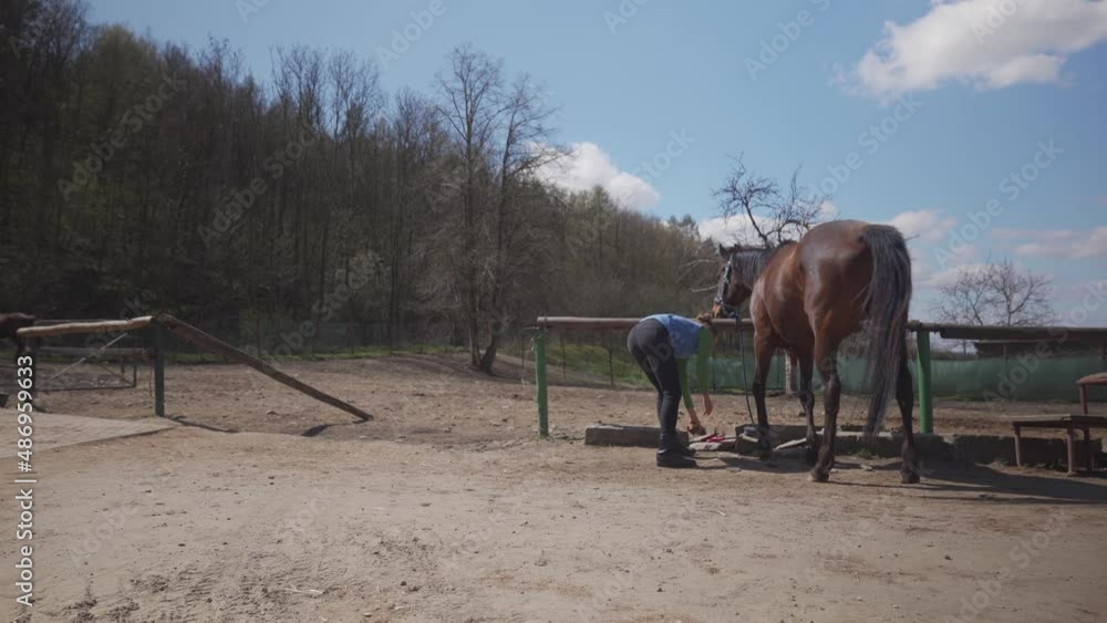 horse care, combing and brushing. young woman takes care of the horse before the ride horse care, combing and brushing. young woman takes care of the horse before the ride