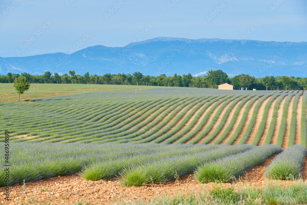 Huge Field of rows of lavender in France, Valensole, Cote Dazur-Alps-Provence, purple flowers, green stems, combed beds with perfume base, panorama, perspective, trees and mountains are on background