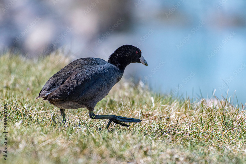 Fototapeta premium Common coots have big feet 
