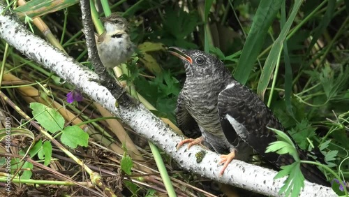 Marsh warbler feeds a foundling cuckoo.